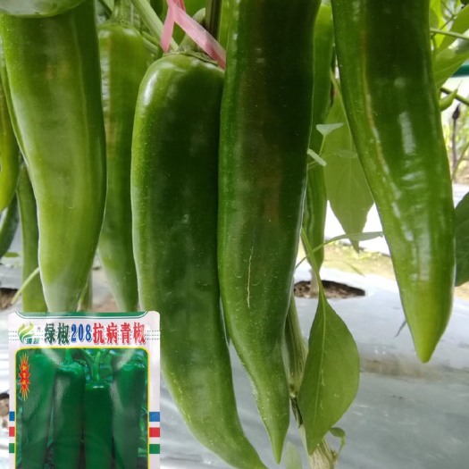 绿椒208青椒种子中熟辣椒 大牛角椒种子