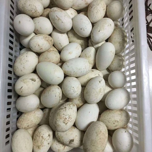 平原县 散养土鹅蛋 大三花种蛋