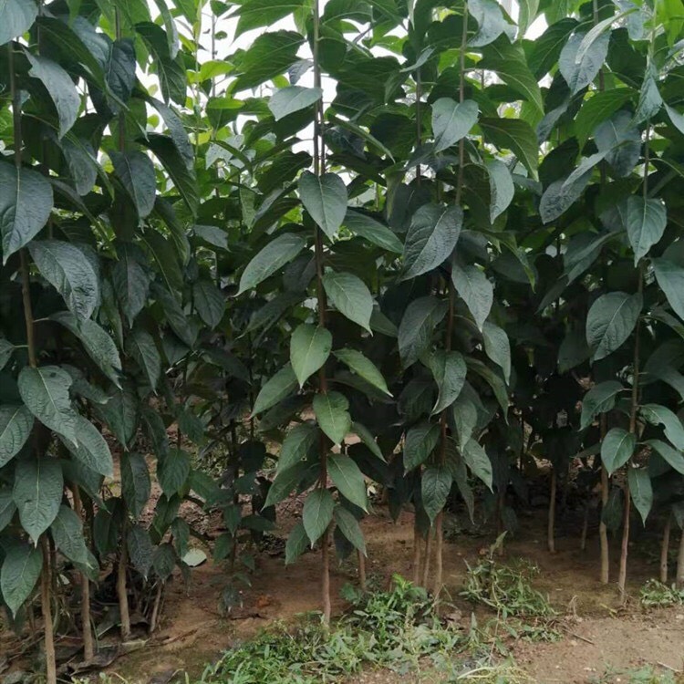 苍溪县杜仲苗  基地直供杜仲树苗，量大从优