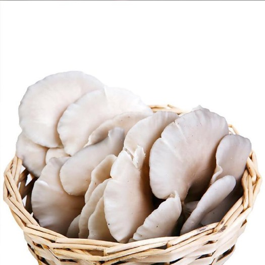 琼中县蘑菇 平菇