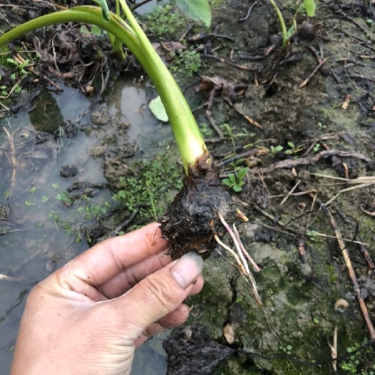 荔浦芋头种，槟榔芋头种苗