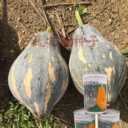 英德市香芋小南瓜种子瓜型标准美观香芋味浓郁商品率产量