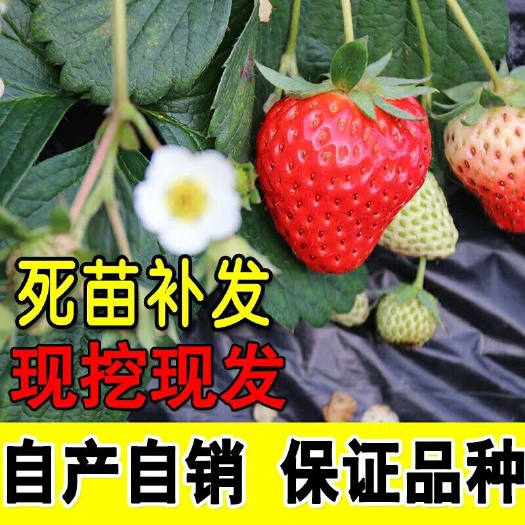 平邑县 红颜草莓苗 基地直发 现挖现发 量大优惠 全国包邮