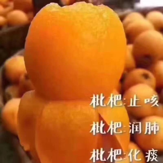 云霄县早钟六号枇杷 1两以上