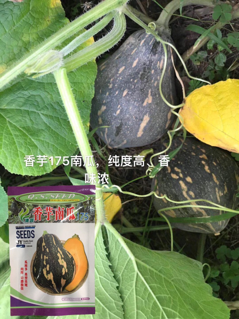 香芋南瓜种子小南瓜香芋味粉甜香芋南瓜175