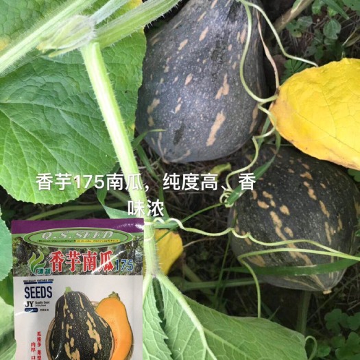 英德市香芋南瓜种子小南瓜香芋味粉甜香芋南瓜175