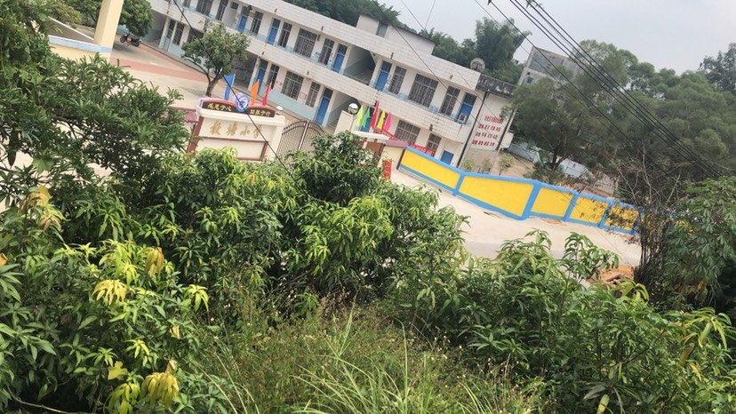 灵山县 各类品种的芒果苗