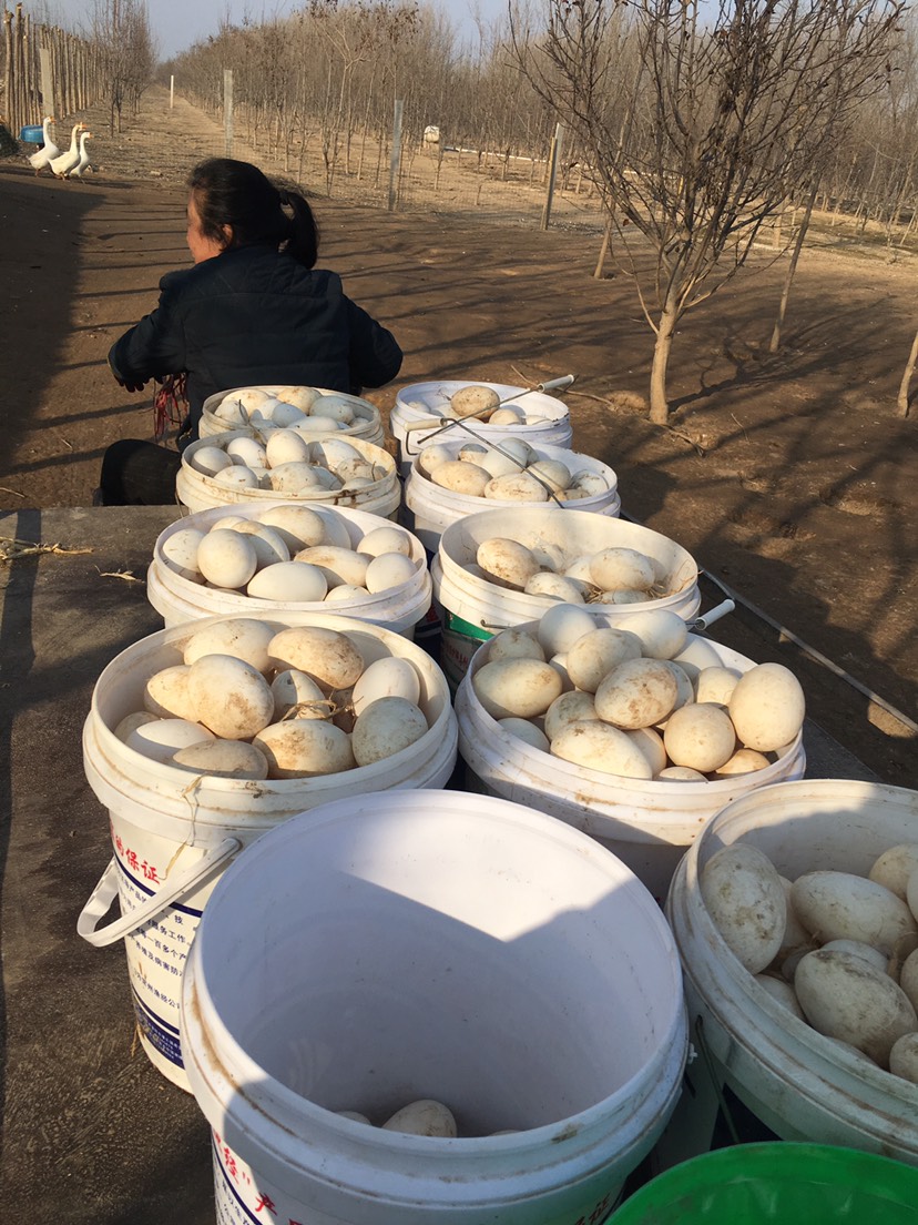  散养土鹅蛋 大三花种蛋