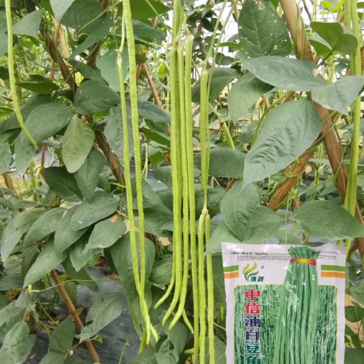 豆角种子 豇豆种子豆角种籽多打中信油白豆角王花仁水条形美