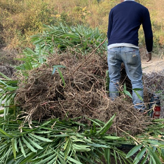 阳春市 正宗阳春春砂仁苗出售