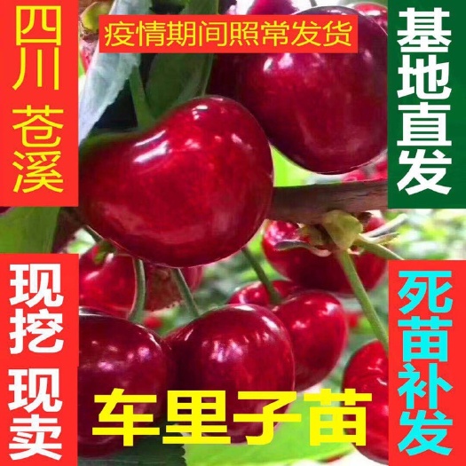  樱桃苗美早/ 乌克蓝/车厘子自产自销长年经营