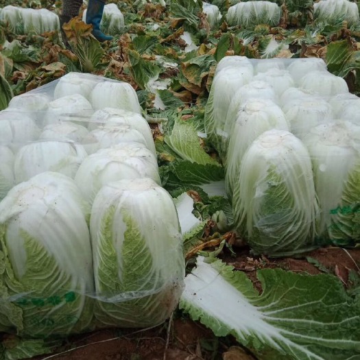 沁阳市青杂三号白菜