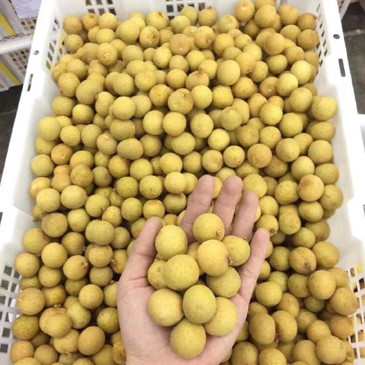 博白县泰国龙眼 25mm以上