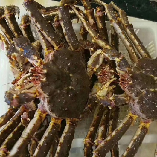 广州 帝王蟹大量供应，一手货源。量大从优，供应酒楼海鲜店