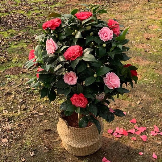 平邑县 茶花盆栽香妃茶花 精品五色赤丹一树开多色花   当年开花