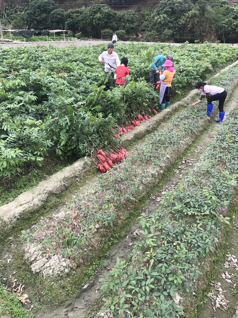  黄皮果苗，荔枝苗，龙眼苗，菠萝蜜苗，基地直供