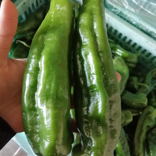 如东县线椒 新轩供应