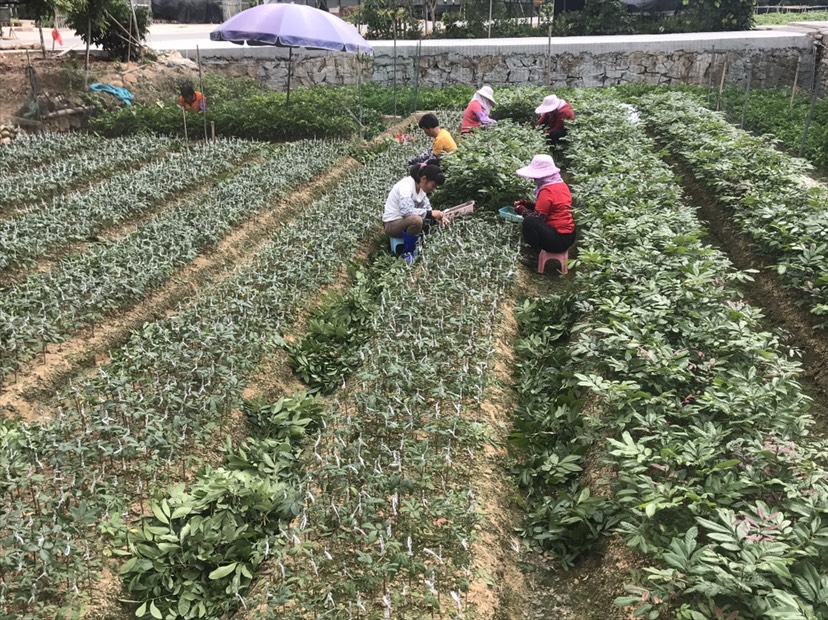  荔枝苗，龙眼苗，黄皮果苗，菠萝蜜苗，产地直供