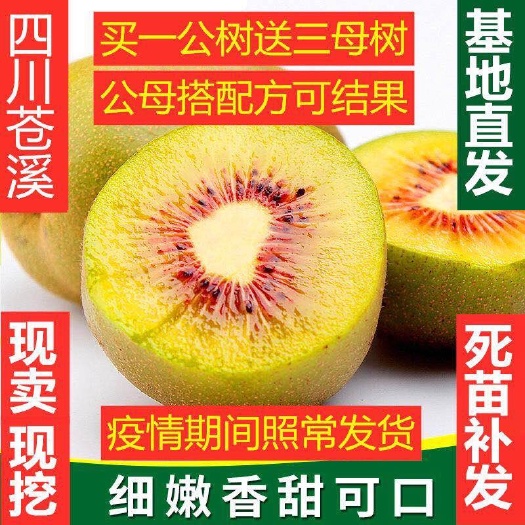 苍溪县 正宗苍溪红心猕猴桃苗奇异果苗