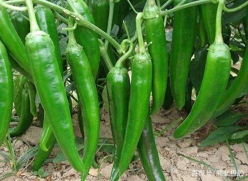 攀枝花 【48小时之内发货】新鲜辣椒线椒蔬菜批发青线椒尖椒青椒二荆条