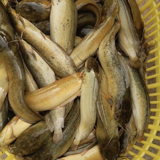 珠海 本地塘鲺塘角鱼塘虱