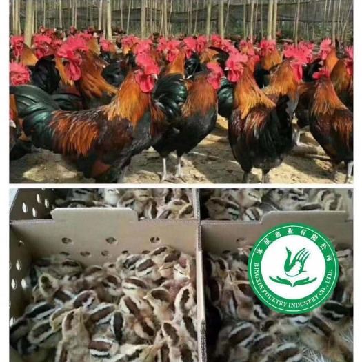 广州黑瑶鸡苗 大种黑瑶公
