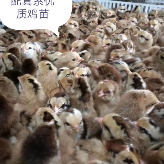 广州红瑶鸡苗 快大红瑶公，120天可长5.6斤