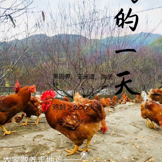 阳山县 清远扇鸡（阉鸡） 农家散养本地鸡 量大从优