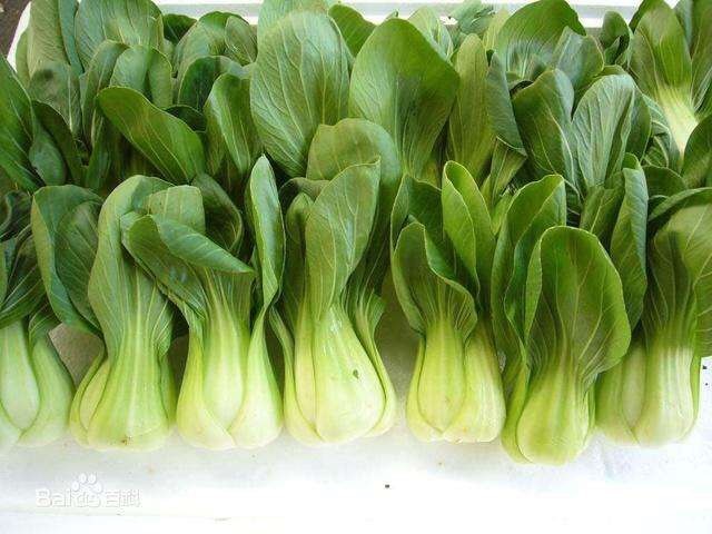 攀枝花 现摘新鲜蔬菜上海青小油菜农家自种有机蔬菜小青菜