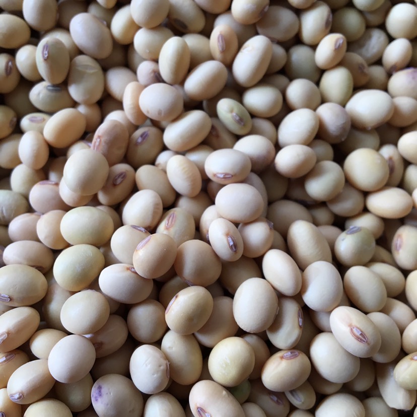 衡阳县黄豆种子湖南早黄豆自留种子五月早豆非转基因大豆老品种可以留种