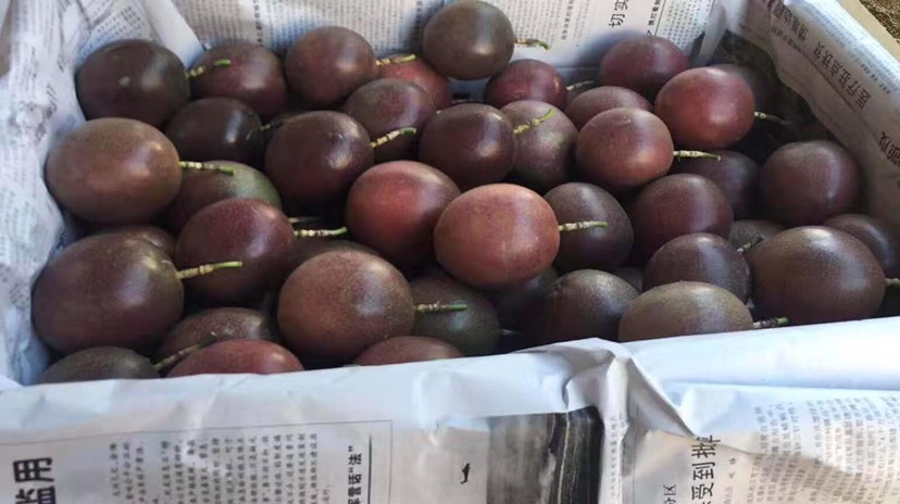 怀集县紫色百香果 40 - 50克