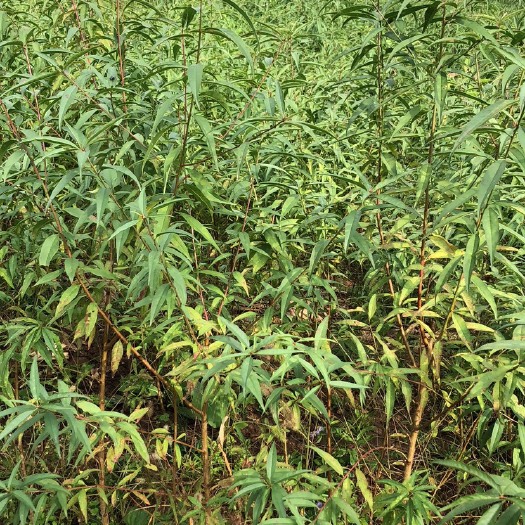 苍溪县 毛桃苗，嫁接粘木，为嫁接，品质保证，鲜苗鲜发，保湿处理，快递