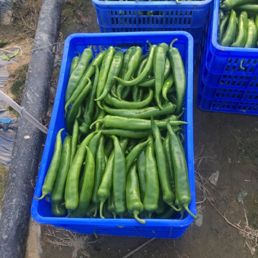 广州辣椒 15~20cm 微辣 靑色