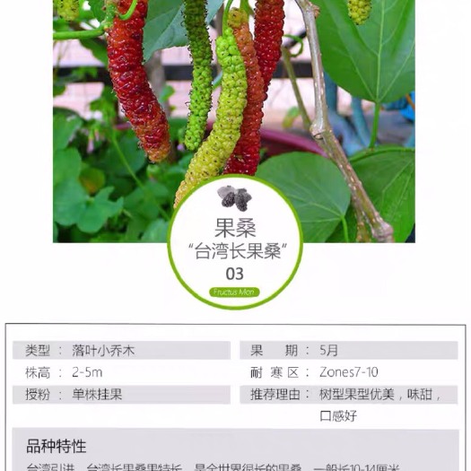 海宁市长果桑