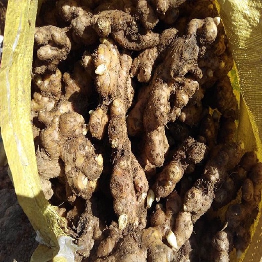 威远县大量出售小黄姜大黄姜中黄姜，姜种，亩产过万