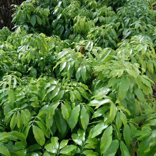 灵山县荔枝高压苗 大量荔枝高压桩头苗，宽度苗征地用苗妃子笑，黑叶