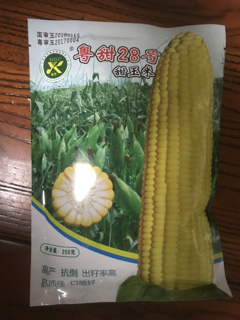 龙川县甜玉米种子 粤甜28甜玉米，高产，抗倒，品质佳，口感好