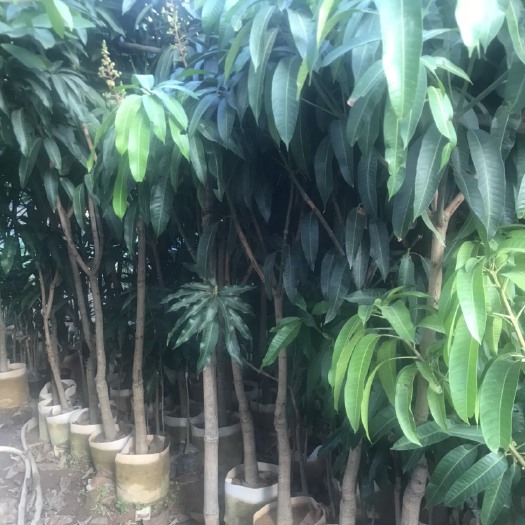 灵山县金煌芒果苗 大金黄果苗 金黄芒果大苗 金黄芒果大袋苗 一棵也包邮带土发货