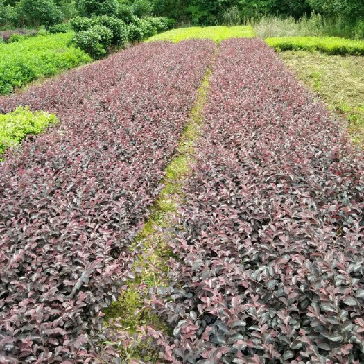 长沙 红花继木工程小苗