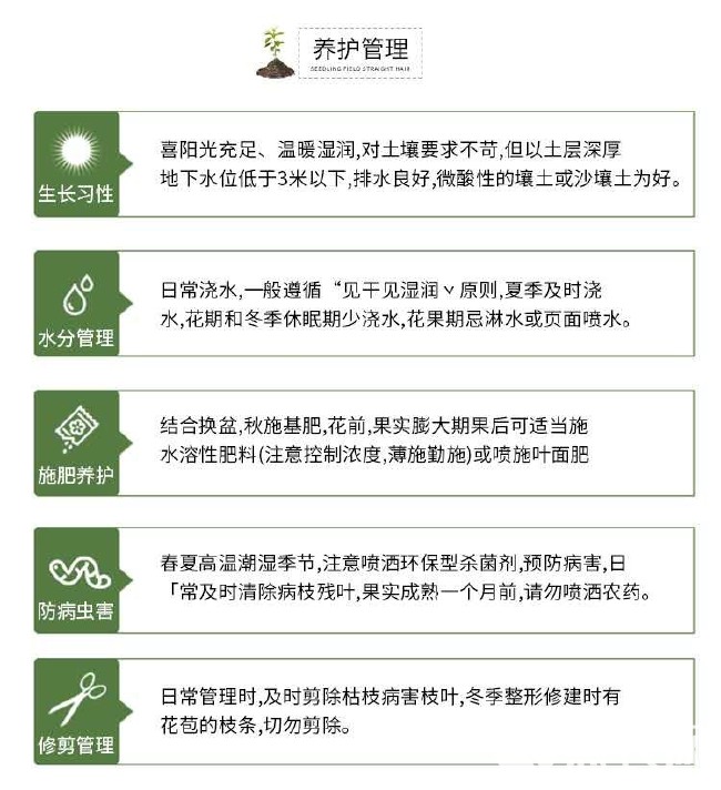 大红袍板栗苗 现挖现发 质量保证 板栗中的优选品种 带土发货