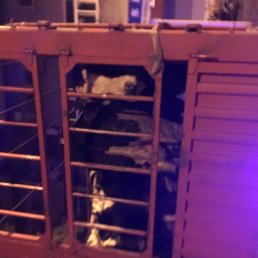 蚌埠正宗现杀新鲜黄牛肉，法制社会诚信经营