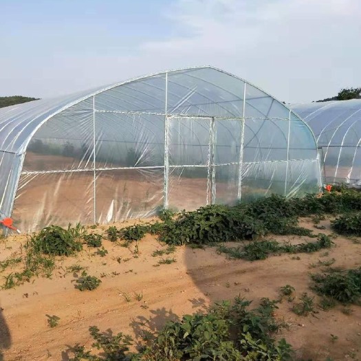 天津 单体拱棚 别名：简易棚 春秋棚 冷棚 插地棚