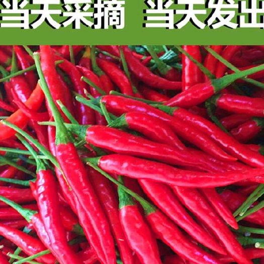 攀枝花 小米椒新鲜小米辣 红辣椒尖椒 超辣朝天椒七星椒