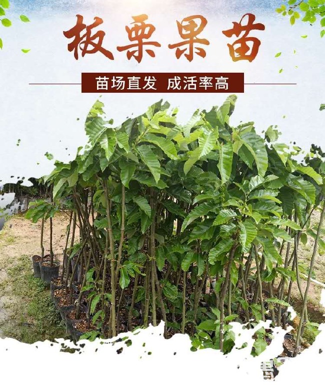 大红袍板栗苗 现挖现发 质量保证 板栗中的优选品种 带土发货