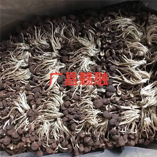 广昌县 批发直销江西广昌茶树菇不开伞茶树菇干货江西广昌茶树菇厂家直销