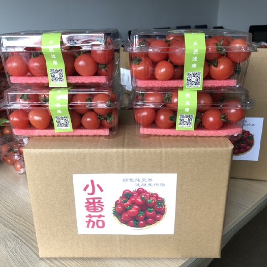 苏州 日本品种，樱桃小番茄