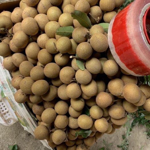 乐东县 海南尖峰岭旁储良龙眼，上等好品