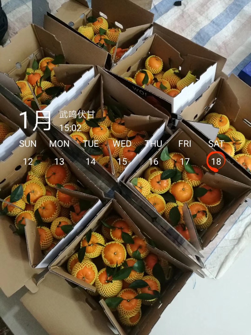  沃柑产地直销