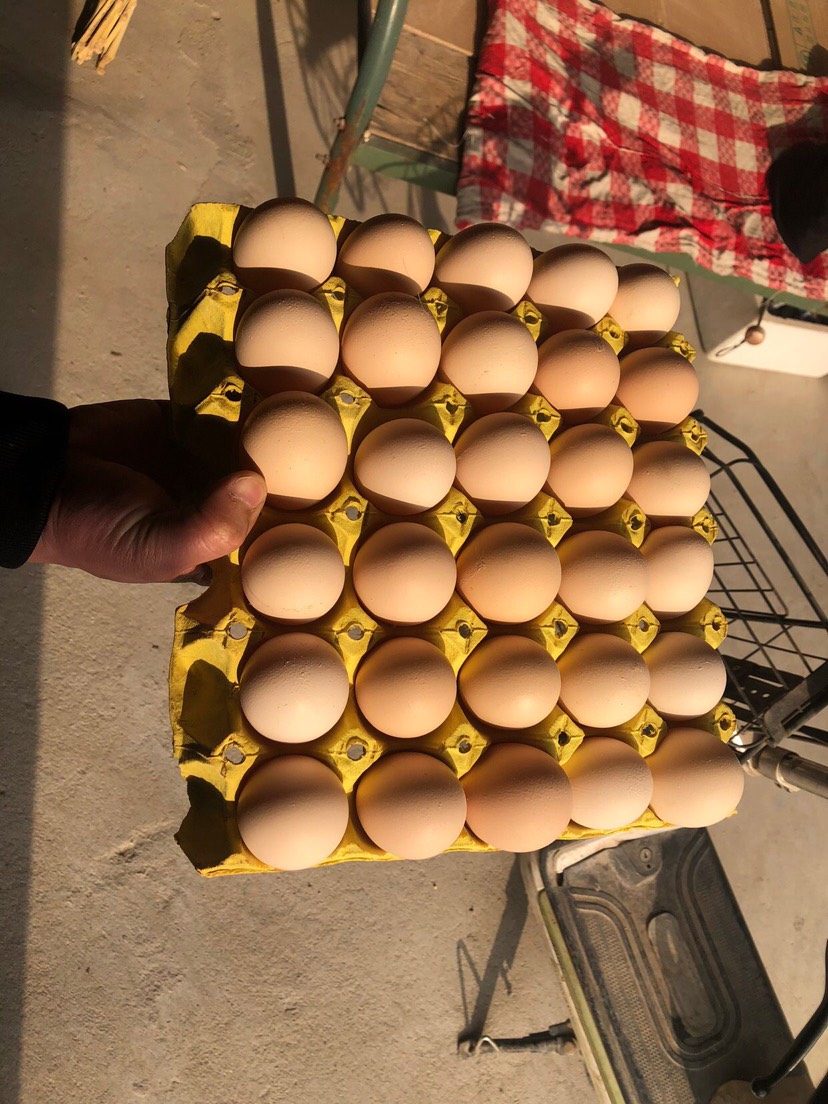 海兰灰蛋鸡苗,高产蛋鸡苗,年产量320枚
