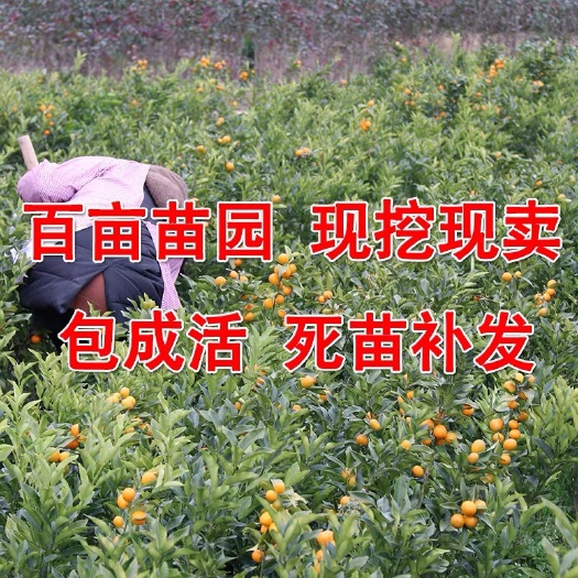 平邑县脆蜜金柑苗 小店新开空前优惠欢迎骚扰